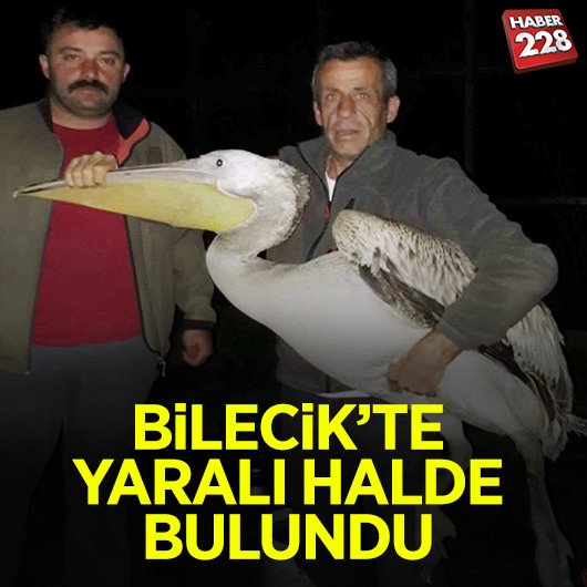 Yaralı halde bulunan pelikan tedavi altına alındı