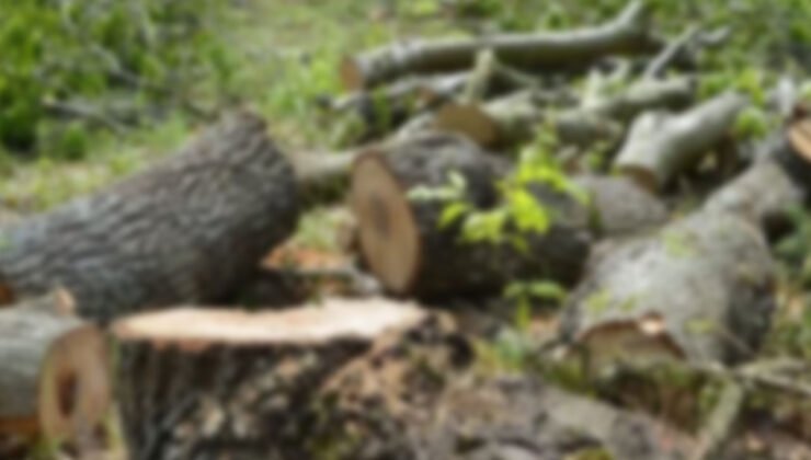 Bilecik’te kestiği ağacın altında kalan kişi hayatını kaybetti