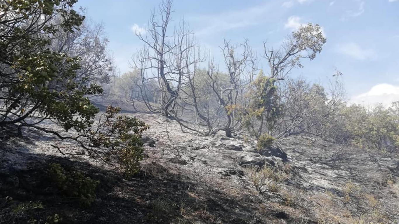 Bilecik’te çıkan orman yangını söndürüldü